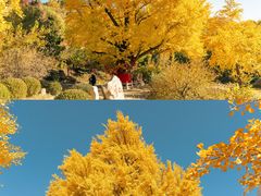 -遵化市禅林寺古银杏风景园