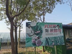 -海上花岛玫瑰园采摘