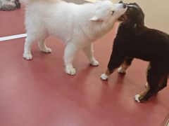 -和它·交个朋友·狗咖猫咖(爱琴海店)