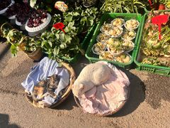 -循礼门鲜花花市(武汉循礼门店)