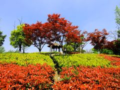 -西山漾湿地公园