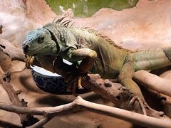 -上海大自然野生昆虫馆(东方明珠·爬宠昆虫探索中心)