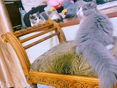 -欣宠猫屋·矮脚拿破仑·蓝金金渐层