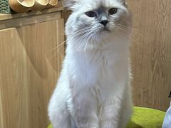 -MOCHA明星猫咖(田子坊店)