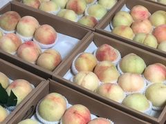 -南汇新场正宗水蜜桃采摘