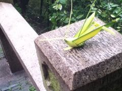 纪念品_蚂蚱1-灵岩山风景区