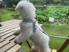 -翊宠yipet猫狗购宠庄园犬舍•猫舍