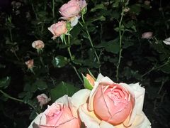 -人民公园(罗湖区)