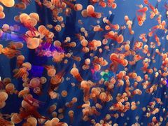 -成都浩海立方海洋公园