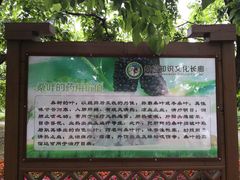 -御林古桑园