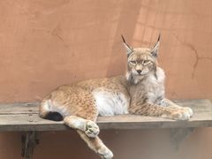 -青藏高原野生动物园