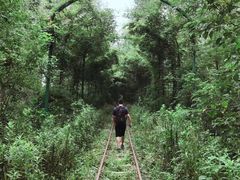 -合肥滨湖国家森林公园