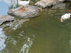 -莲花池公园
