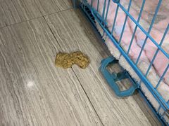 -安安宠物医院(情缘分院)