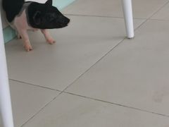 -怪兽屋·羊驼·猫咖·狗咖(俊华广场店)
