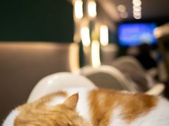 -飞行喵MR PILOT|猫舍·猫咖(静安大融城店)