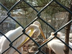 -石家庄市动物园