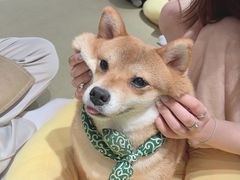 -逗柴咖啡屋·狗咖猫咖宠物桌游