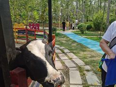 -合肥滨湖国家森林公园