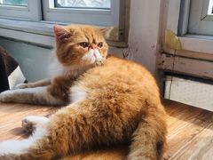 -猫小院猫主题咖啡厅(北锣店)