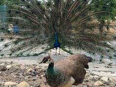 -丽泽山庄·生态怀柔菜·虹鳟鱼(红螺寺店)