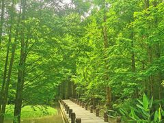 -桤木河湿地公园