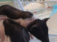 -怪兽屋·羊驼·猫咖·狗咖(俊华广场店)