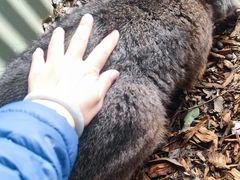 -费瑟代尔野生动物园