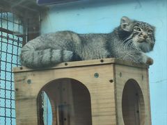 -青藏高原野生动物园