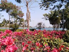 -五缘湾湿地公园