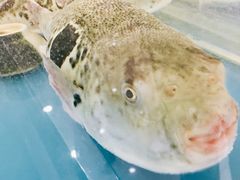 -红叶日料·放题·海胆·定食(星海店)