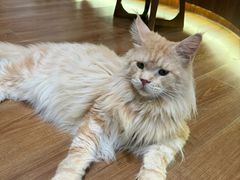 -有猫主题·治愈系猫咖(曾厝垵店)