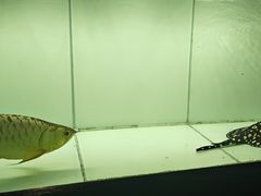 -海碗居老北京炸酱面(增光路店)