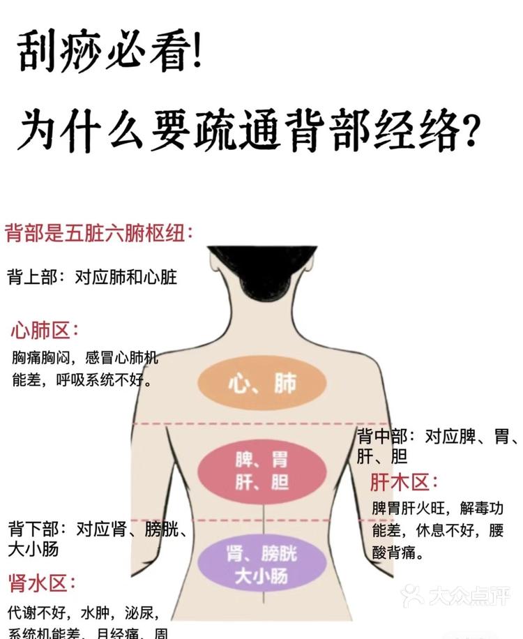 肝部反射区位置图图片