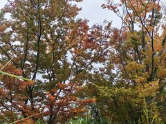 -白鹭湾湿地公园