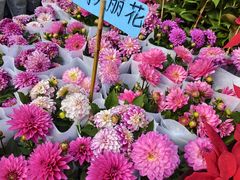 -桂林市花鸟市场