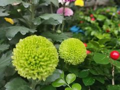 -三圣花乡旅游区