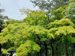 -西芳寺(苔寺)