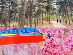 -北京西山国家森林公园