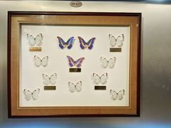 -上海昆虫博物馆