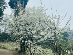 -樱桃山旅游景区