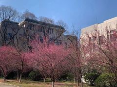 -武汉大学-樱园