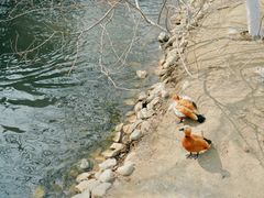 -长白岛森林公园