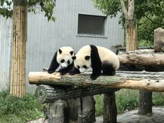 -卧龙中华大熊猫苑神树坪基地