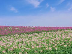 -径山花海
