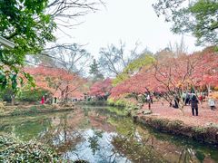 -秋霞圃