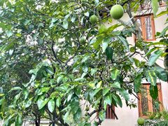 -青城山六善酒店·紫氣園中餐厅