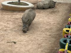 -西霞口神雕山野生动物世界