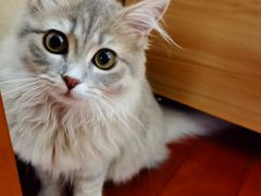 -贝康宠物医院·犬猫全科·小动物特色诊疗中心(东环路店)