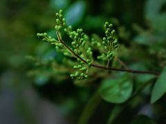 -贵阳市花溪国家城市湿地公园